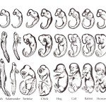 Romanes's 1892 copy of Ernst Haeckel's embryo drawings