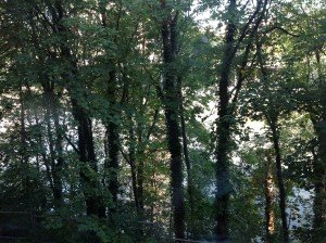 Trees on the north tip of Manhattan