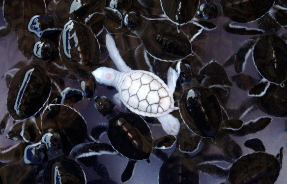 Albino-Baby-Turtle